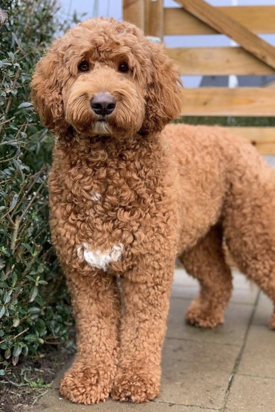 How Much Are F1b Goldendoodles?